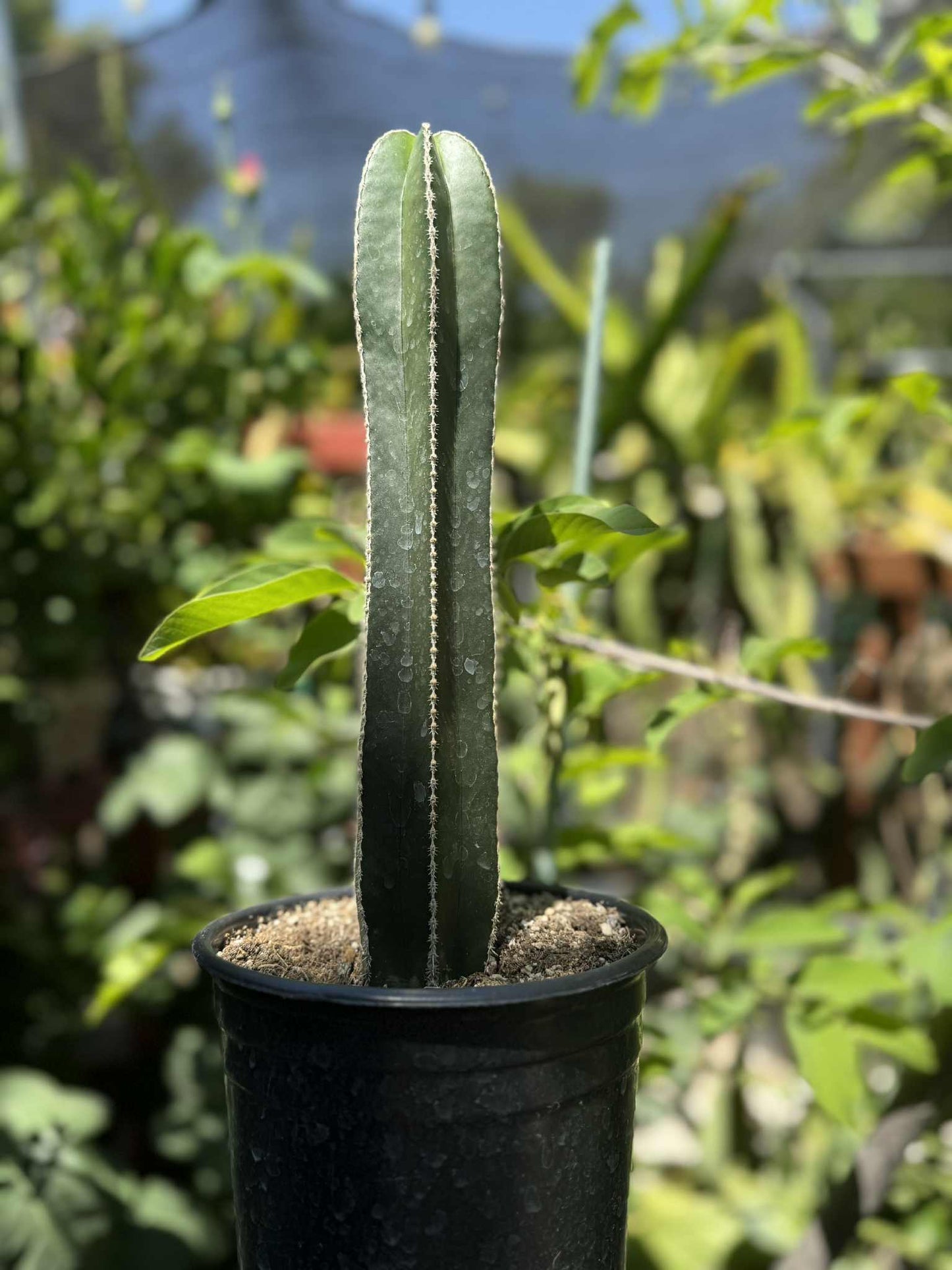 Mexican Fence Post "Pachycereus marginatus" Live Plant