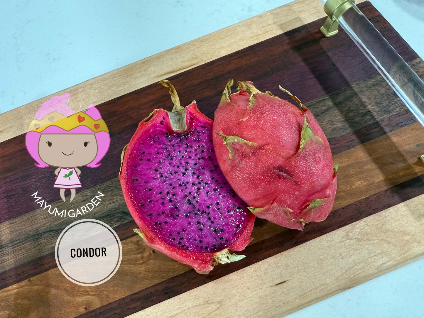 Condor Dragon Fruit Live cutting (12”)