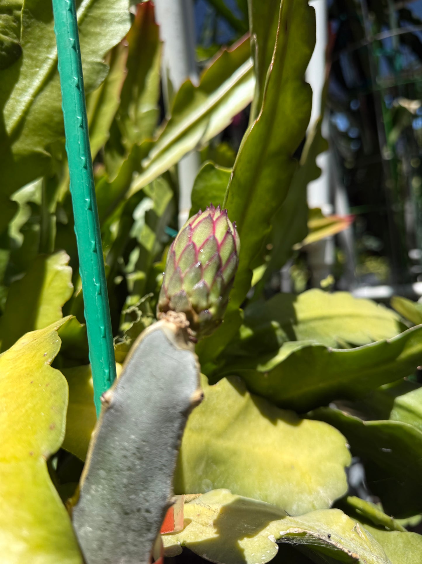 Red Ocamponis Dragon Fruit Cutting