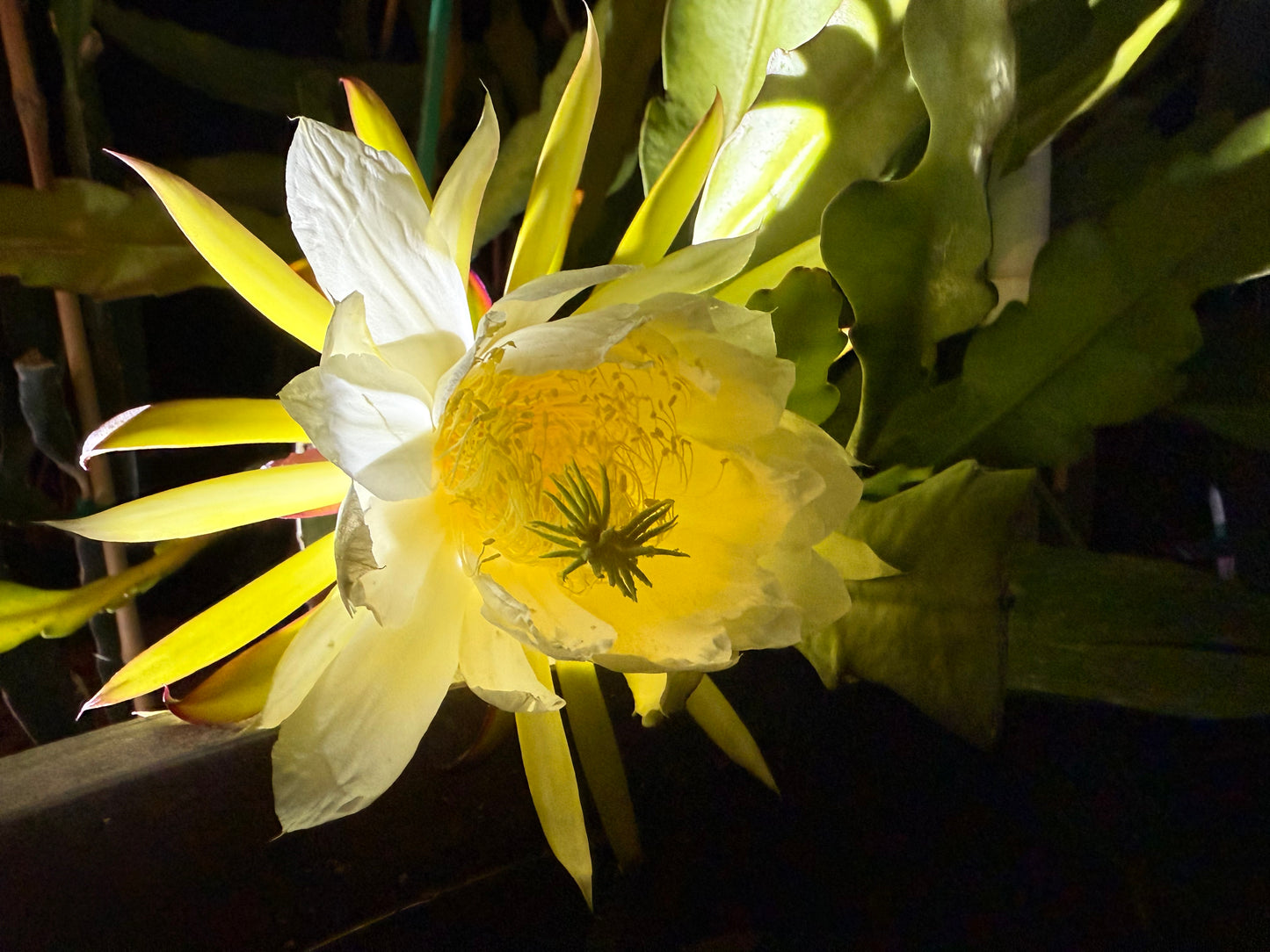 Red Ocamponis Dragon Fruit Cutting