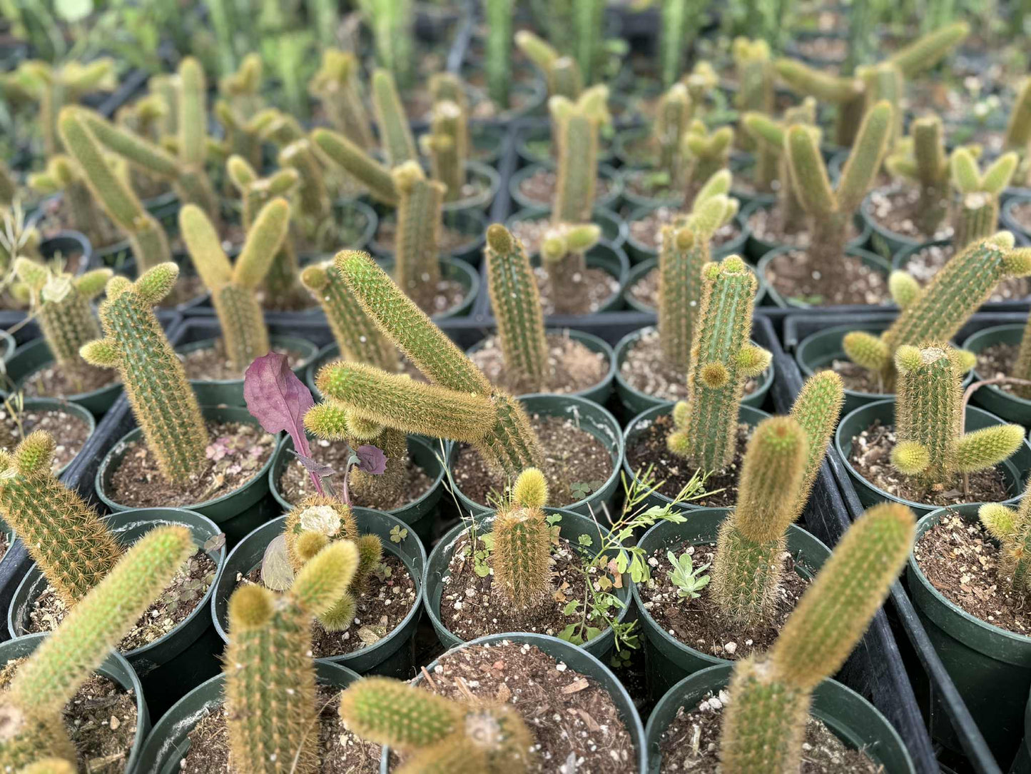 Golden Monkey Tail Cactus – Cleistocactus winteri live plant