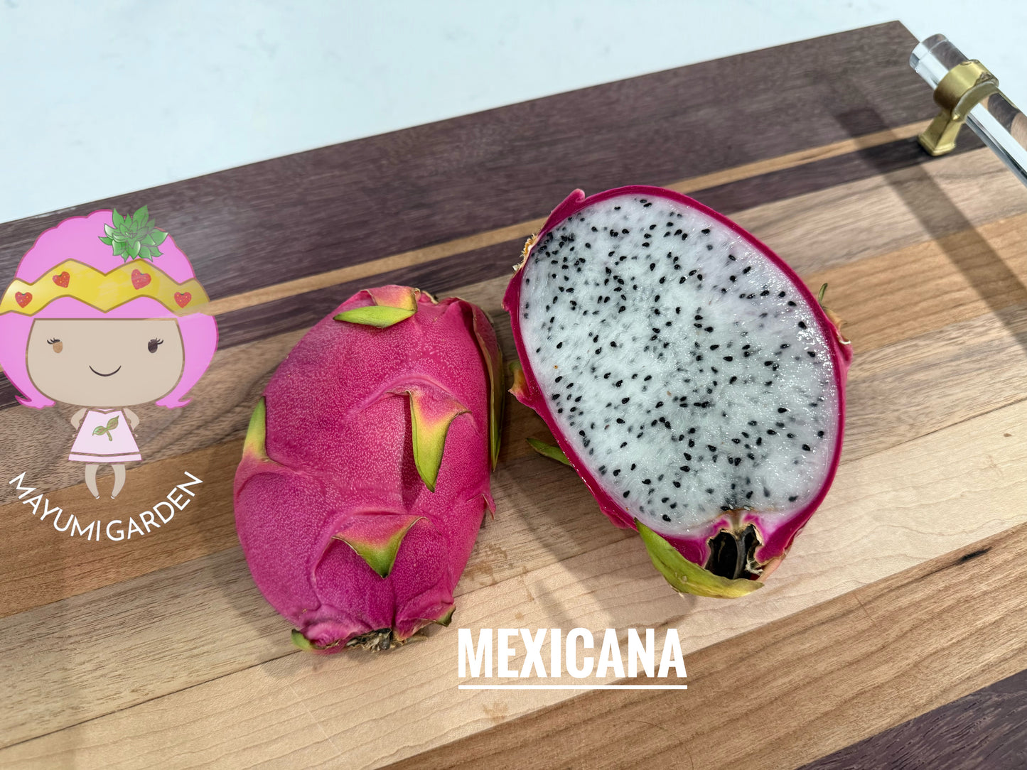 Mexicana Dragon Fruit Live cutting