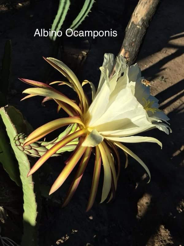 Ocamponis Grilla, Albino, Red and Purple cuttings and rooted plants