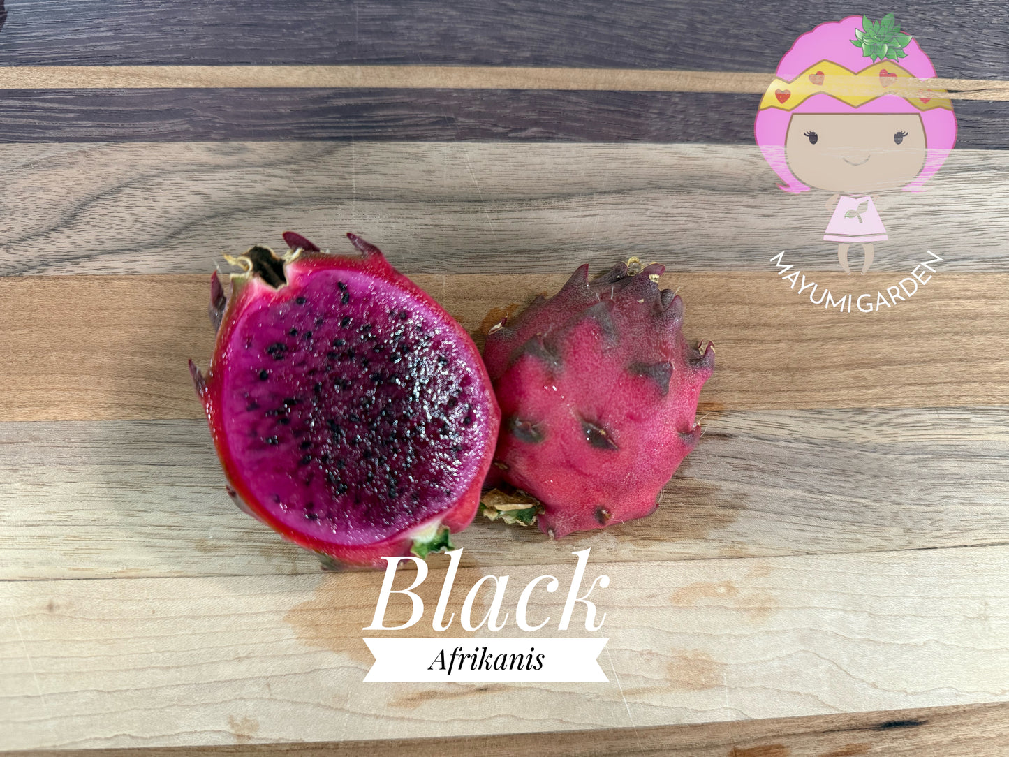 Black Dragon and Black Afrikanis dragon fruit live cutting 12”