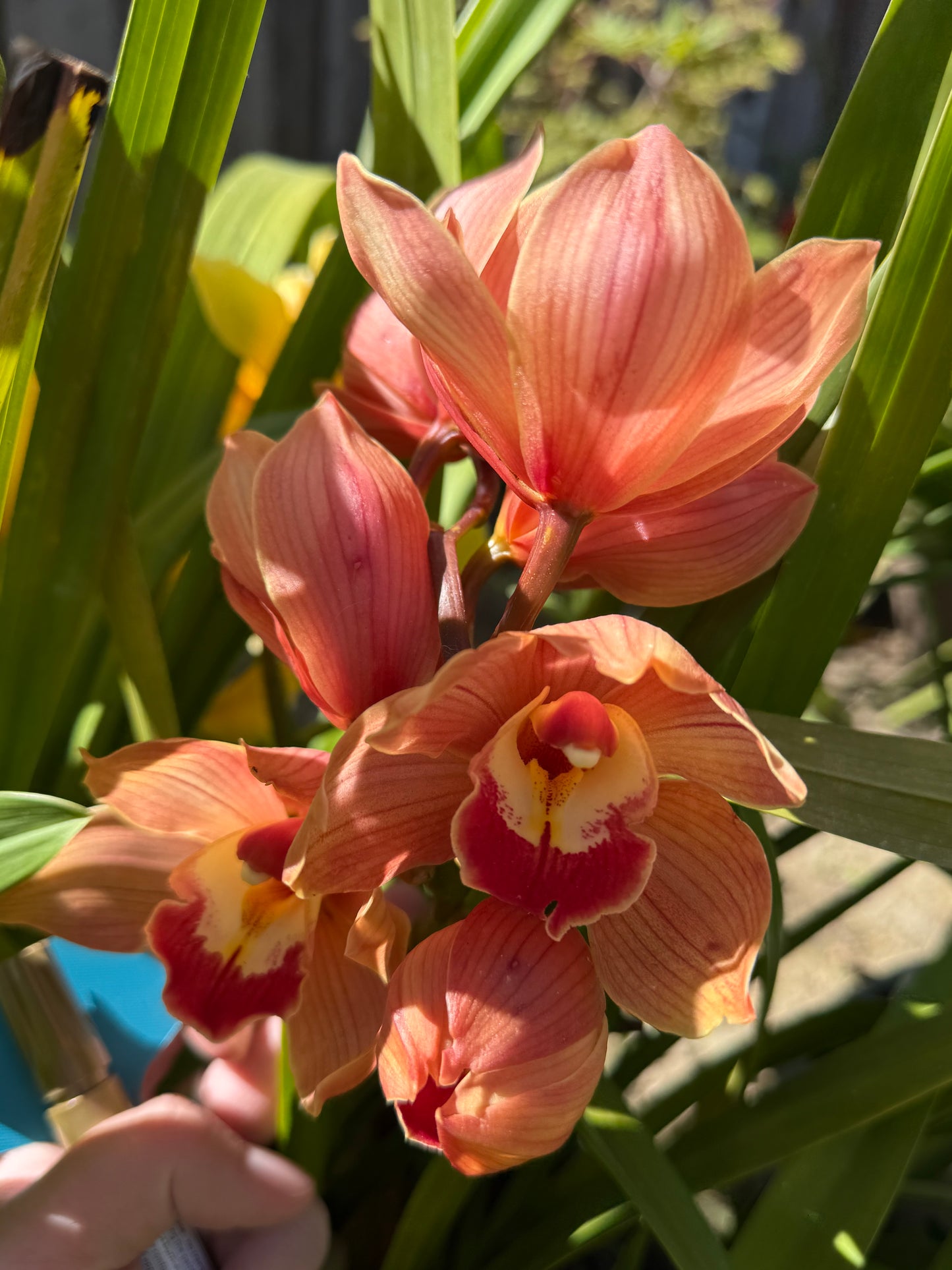 Cymbidium Foxfire Amber ‘Dural’ (Orange Boat Orchid) live plant