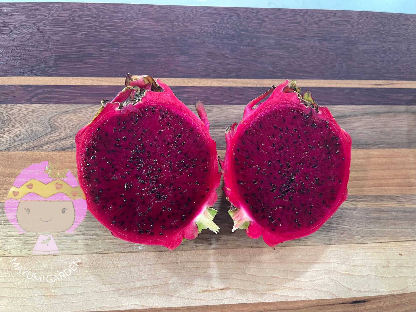 Rainbow Dragon Fruit live cutting 12"