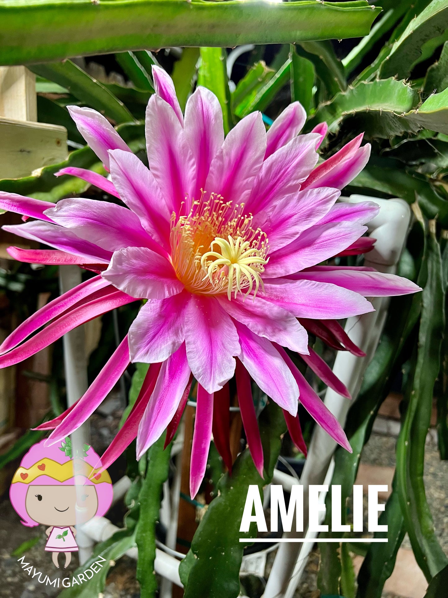 Amelie (Don Burnett ‘s hybrid) dragon fruit cutting (12") and rooted plant