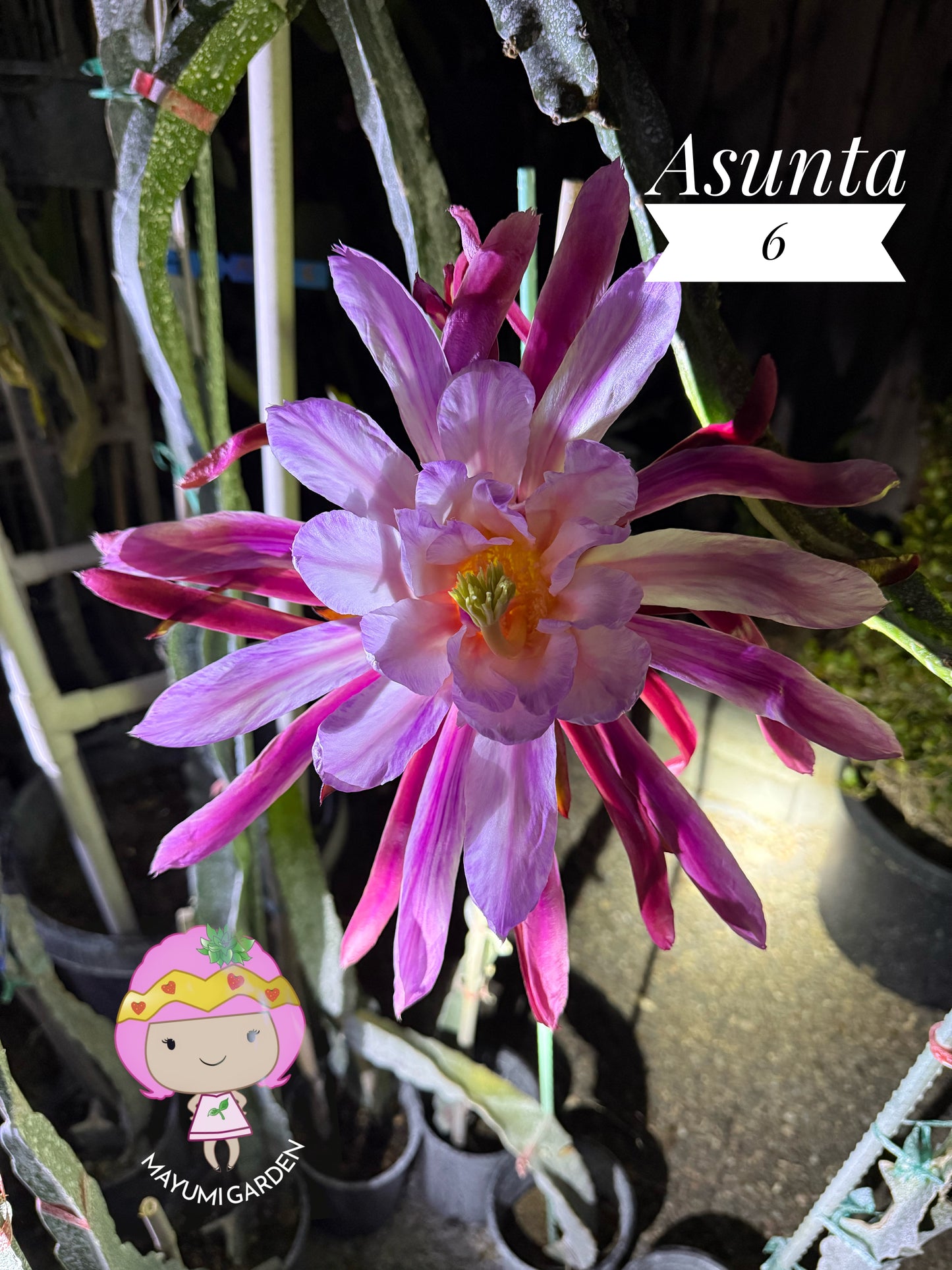 Asunta 6 Dragon Fruit Live Cuttings (12") (Official Asunta 6)