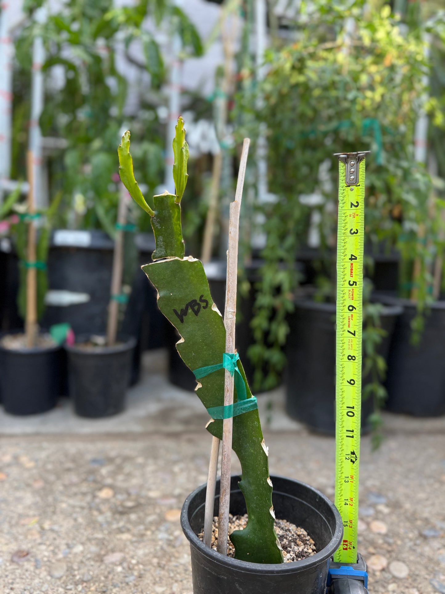 (Wild Berry Skittles (Asunta 6-2) grafted Dragon Fruit live plant