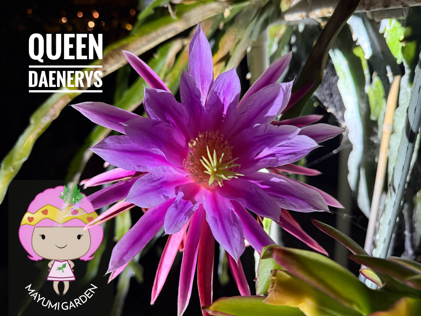 Queen Daenerys dragon fruit live cuttings and rooted plants