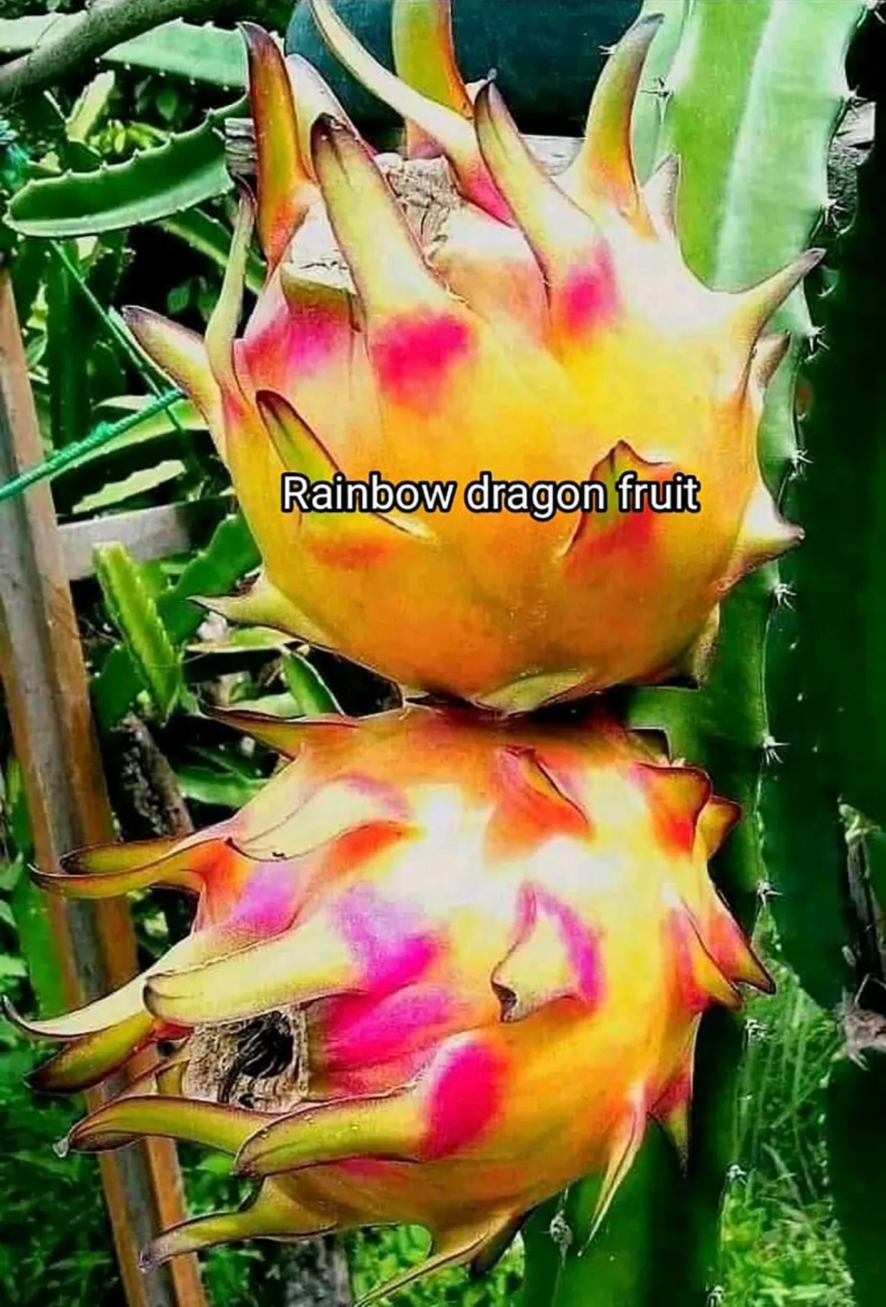 Rainbow Dragon Fruit live cutting 12"