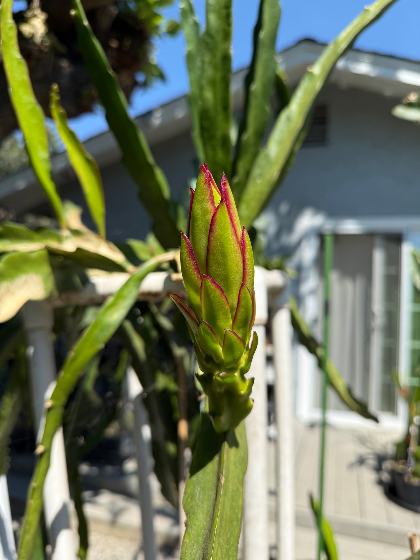 Queen Daenerys dragon fruit live cuttings and rooted plants