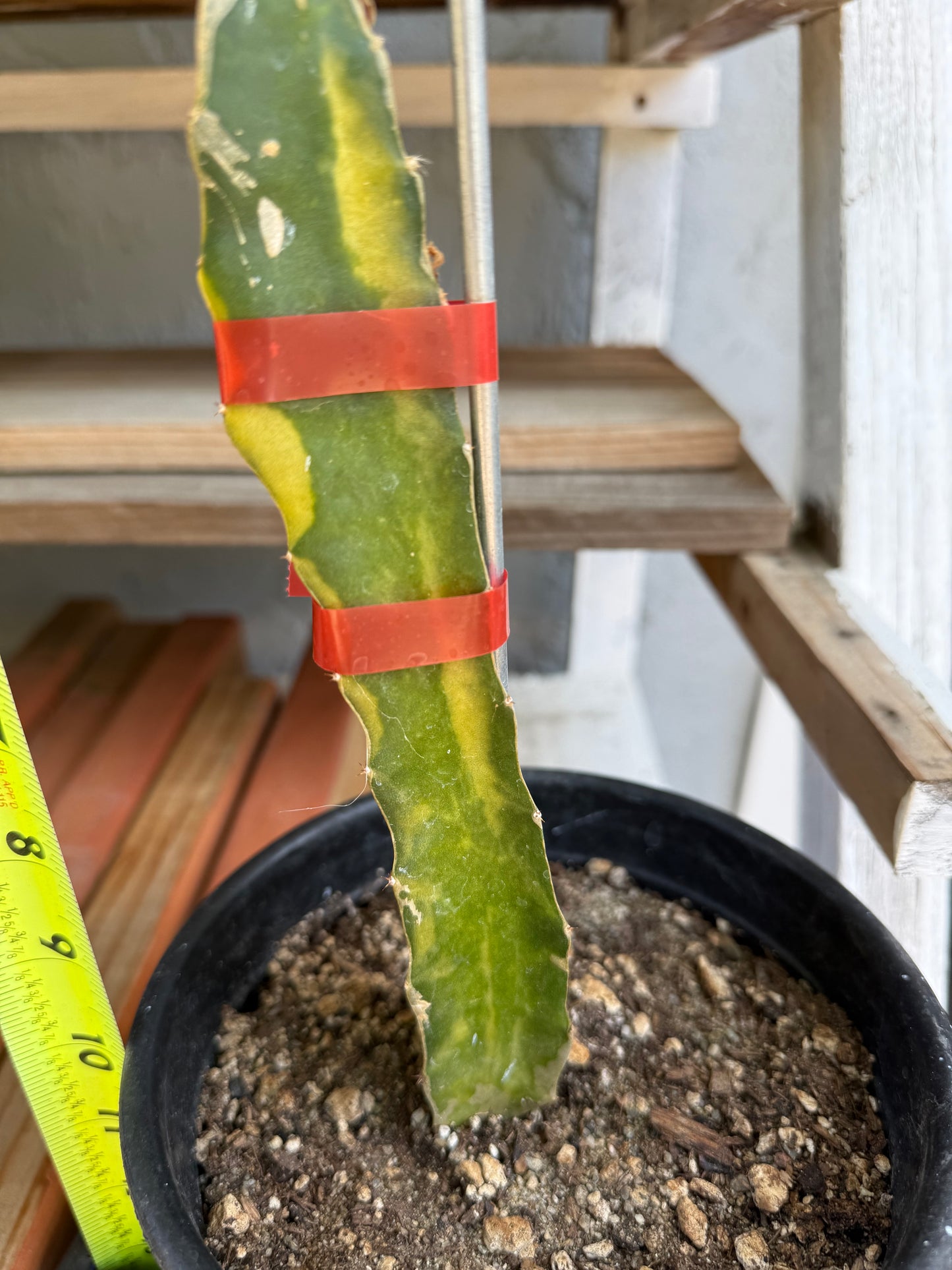 Worth Variegated Dragon Fruit rooted plant