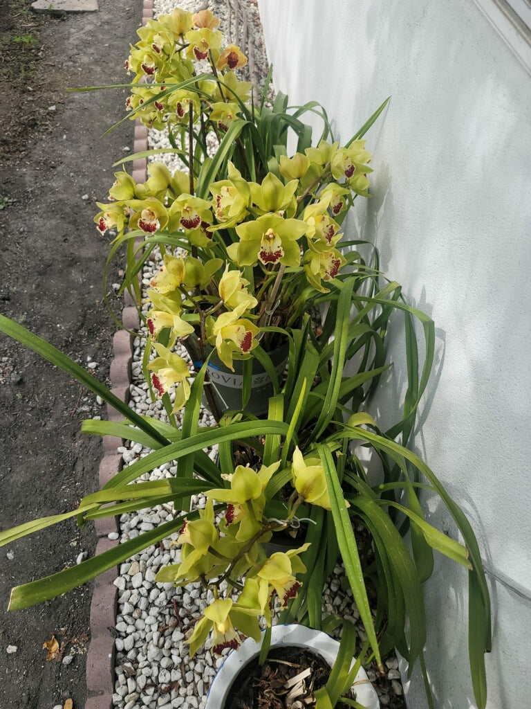 Cymbidium Foxfire Amber ‘Dural’ (Orange Boat Orchid) live plant