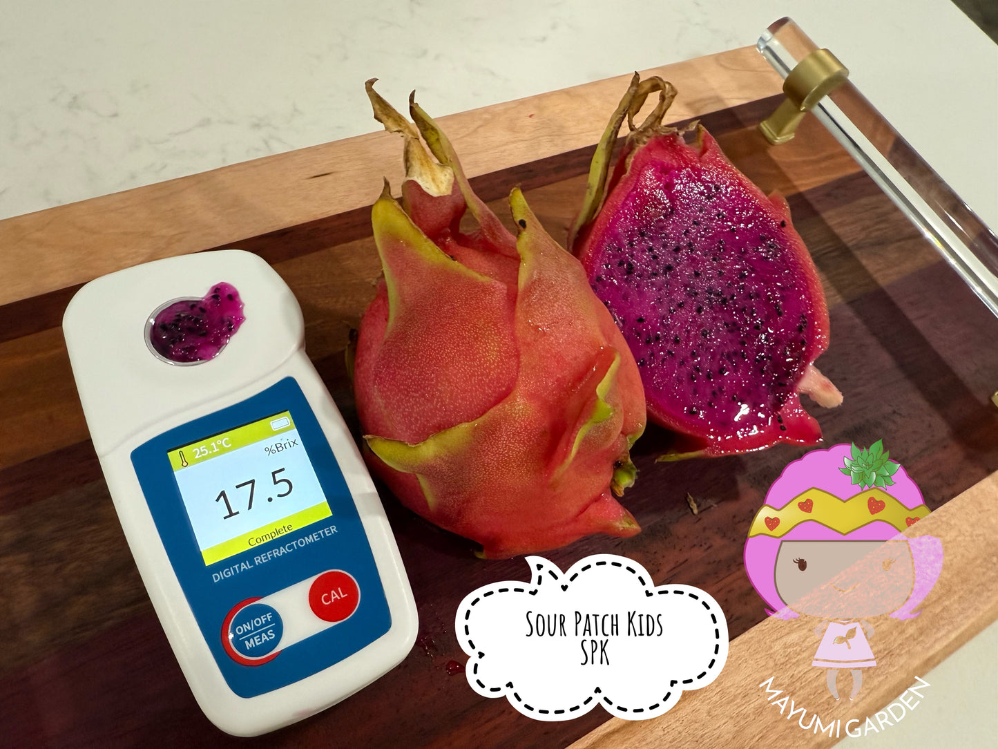 Sour Patch Kids Dragon Fruit cuttings (12")
