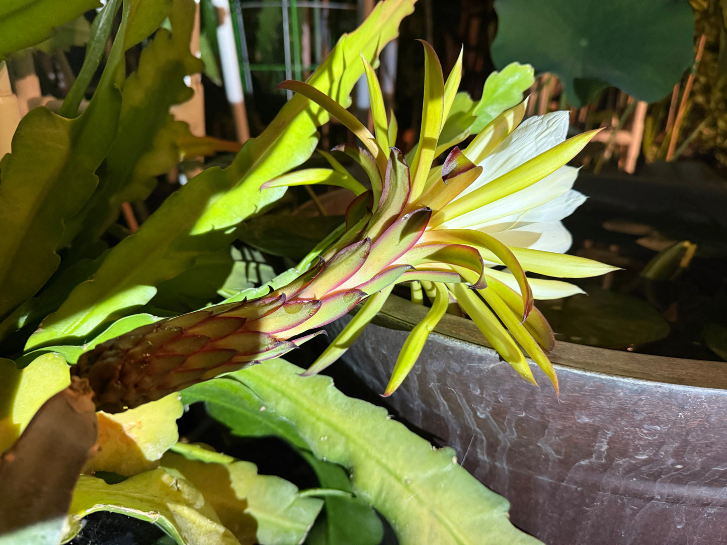 Red Ocamponis Dragon Fruit Cutting