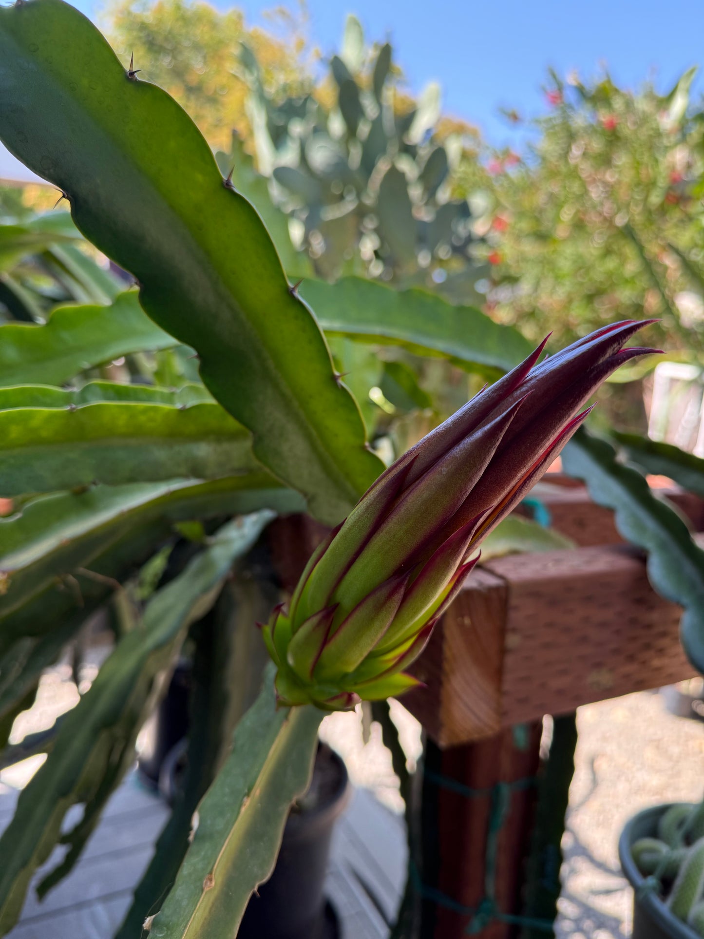 Amelie (Don Burnett ‘s hybrid) dragon fruit cutting (12") and rooted plant
