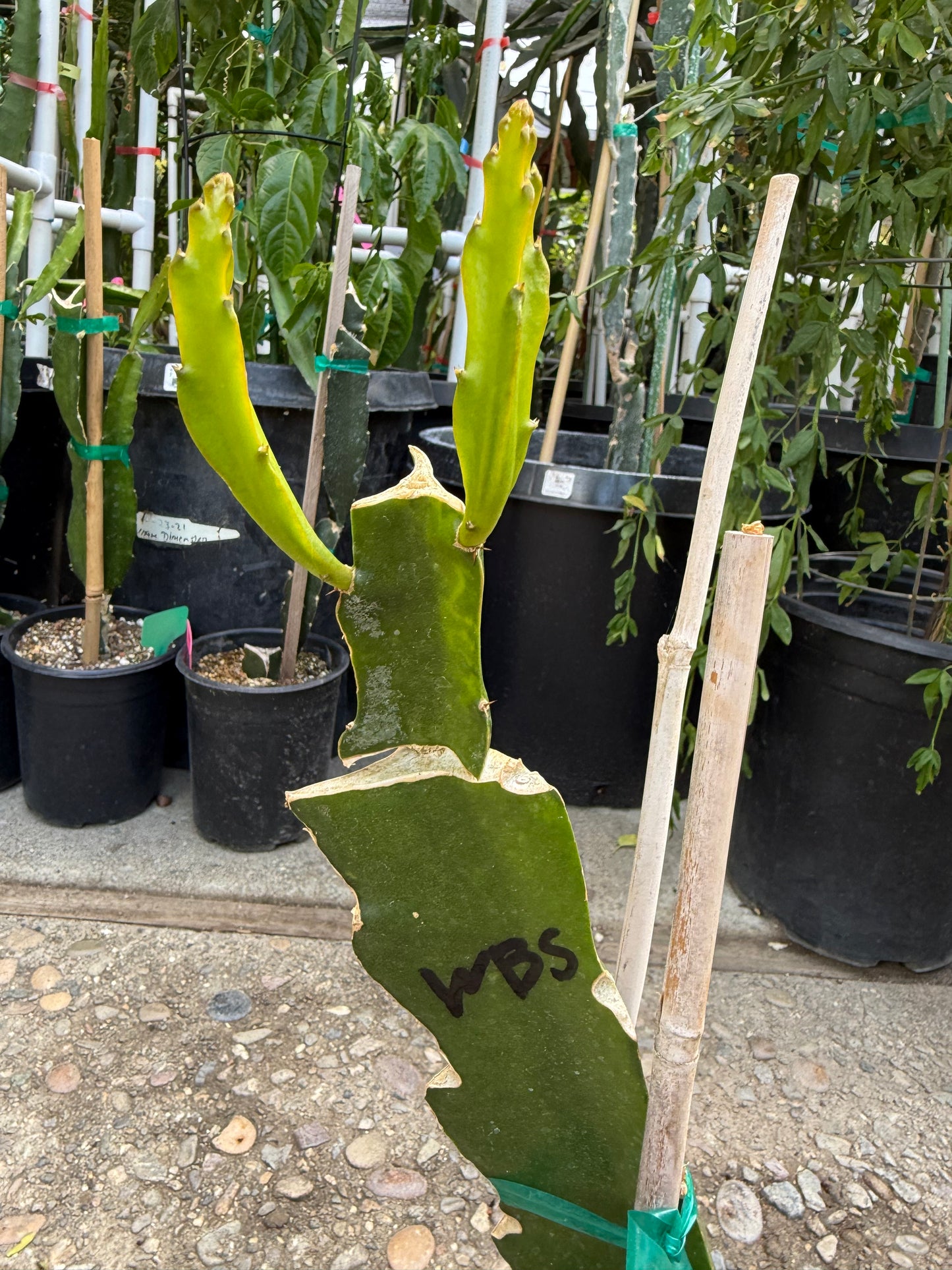 (Wild Berry Skittles (Asunta 6-2) grafted Dragon Fruit live plant
