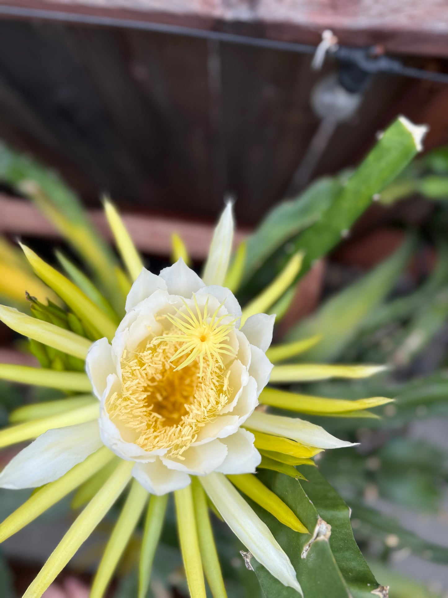 Mexicana Dragon Fruit Live cutting