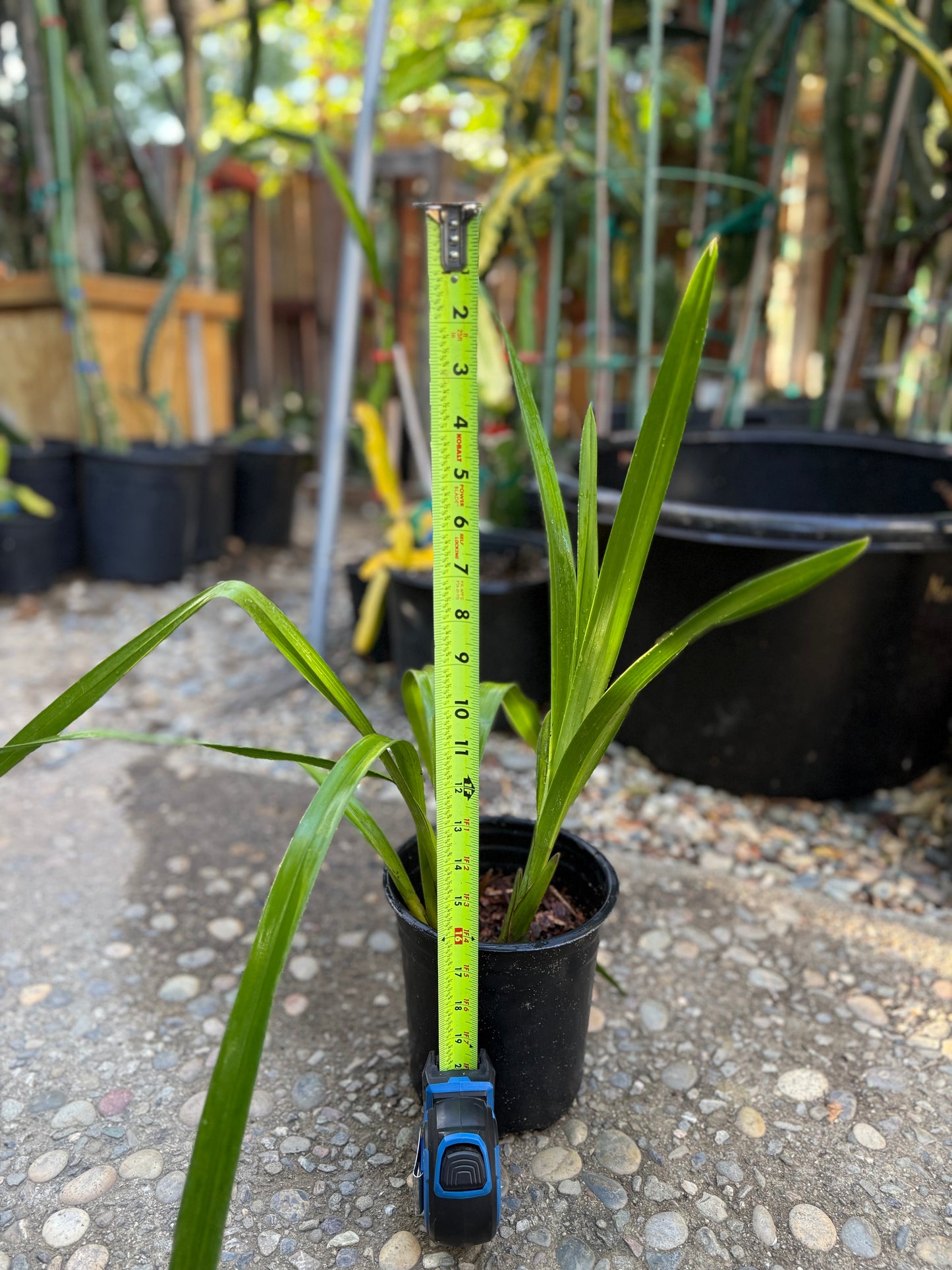 Cymbidium Terrapin Flyer (Green Cymbidium Orchid) live plant