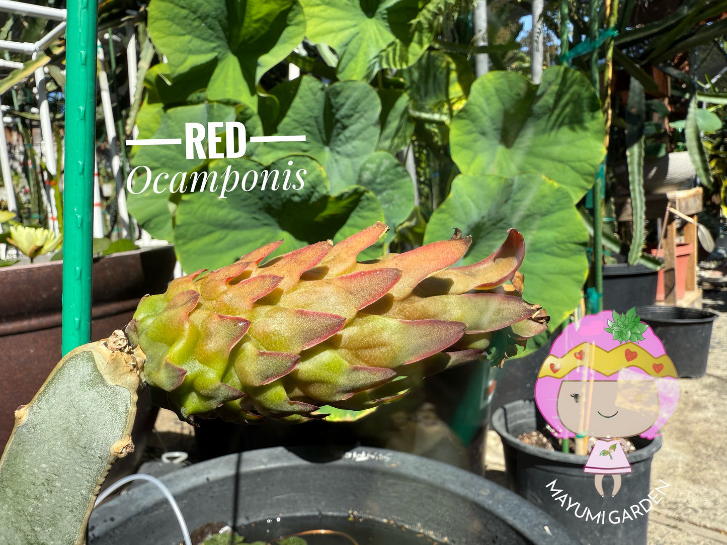 Red Ocamponis Dragon Fruit Cutting