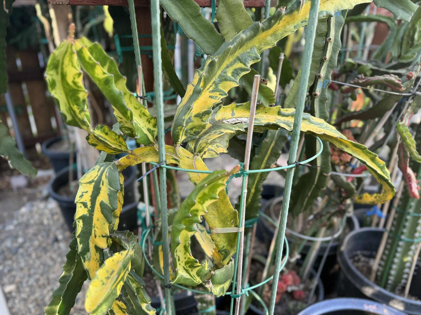 Rare Variegated Undantus Dragon Fruit Cutting