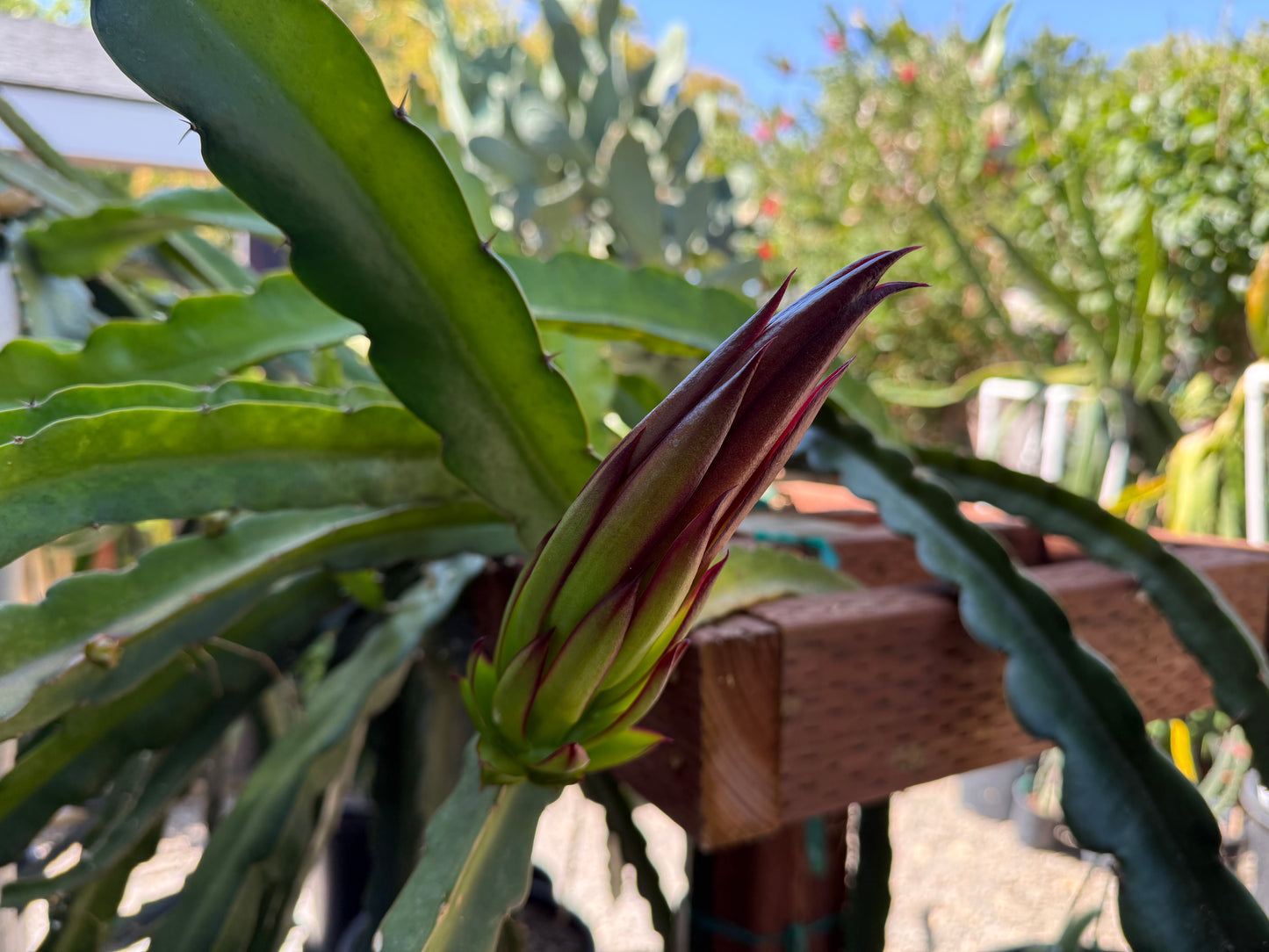 Amelie (Don Burnett ‘s hybrid) dragon fruit cutting (12") and rooted plant