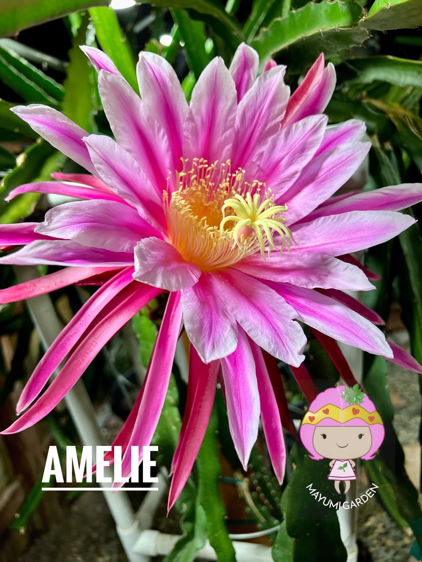 Amelie (Don Burnett ‘s hybrid) dragon fruit cutting (12") and rooted plant