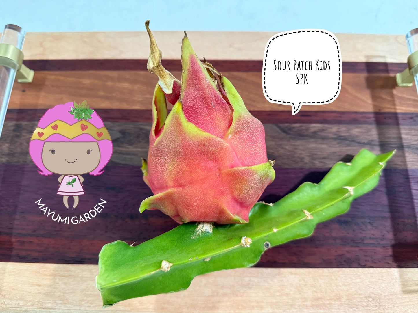 Sour Patch Kids Dragon Fruit cuttings (12")