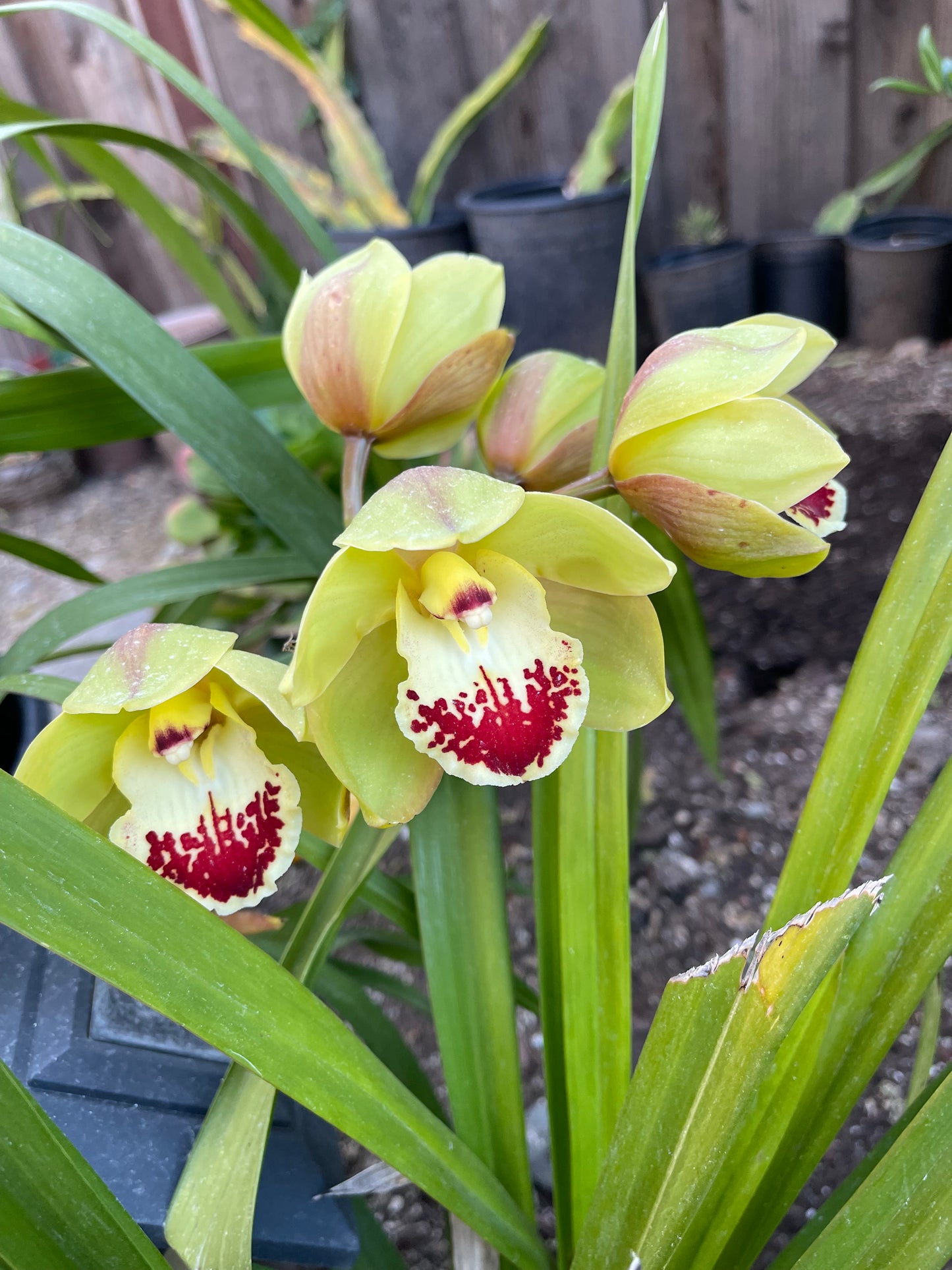 Cymbidium Terrapin Flyer (Green Cymbidium Orchid) live plant