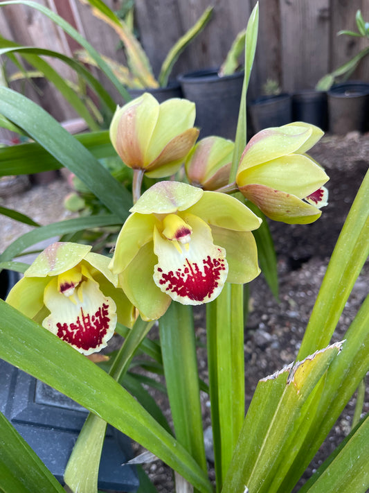Cymbidium Terrapin Flyer (Green Cymbidium Orchid) live plant