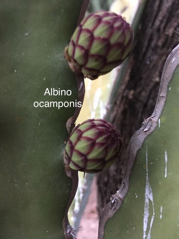 Ocamponis Grilla, Albino, Red and Purple cuttings and rooted plants