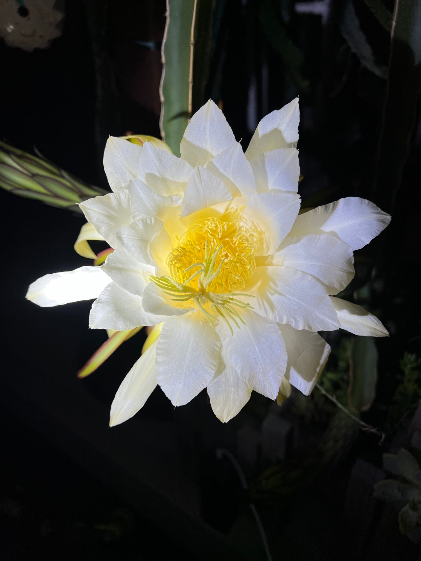 Albino Ocamponis Dragon Fruit Live cutting (12") and rooted plant