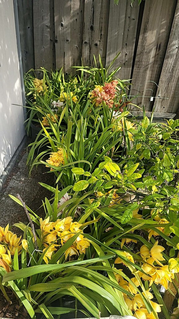 Cymbidium Foxfire Amber ‘Dural’ (Orange Boat Orchid) live plant