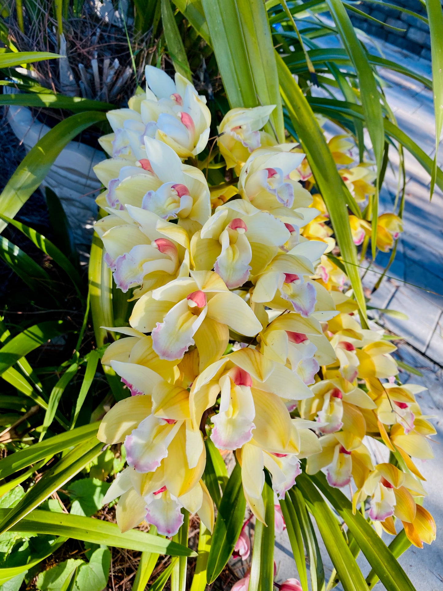 Cymbidium Terrapin Flyer (Green Cymbidium Orchid) live plant