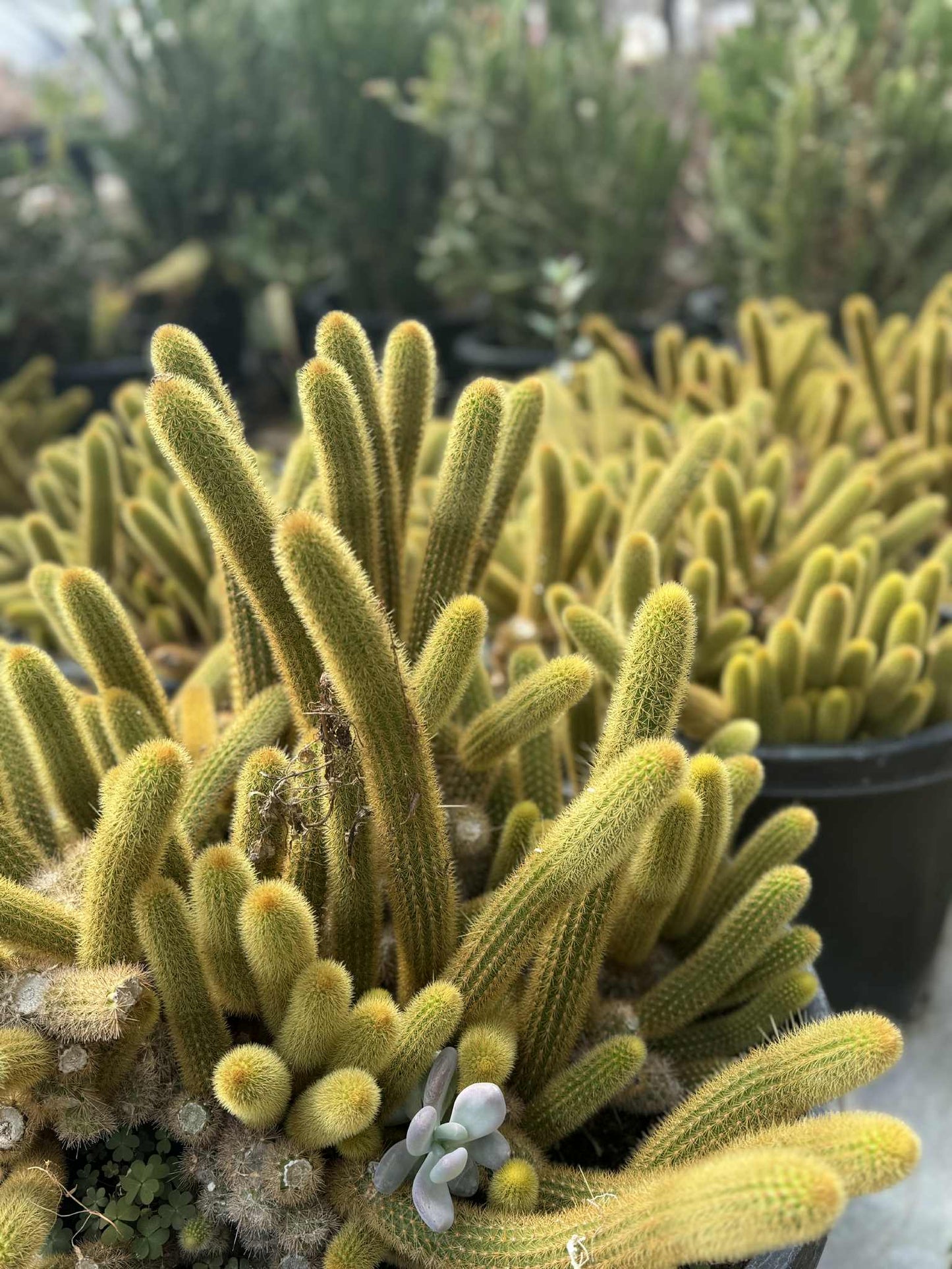 Golden Monkey Tail Cactus – Cleistocactus winteri live plant