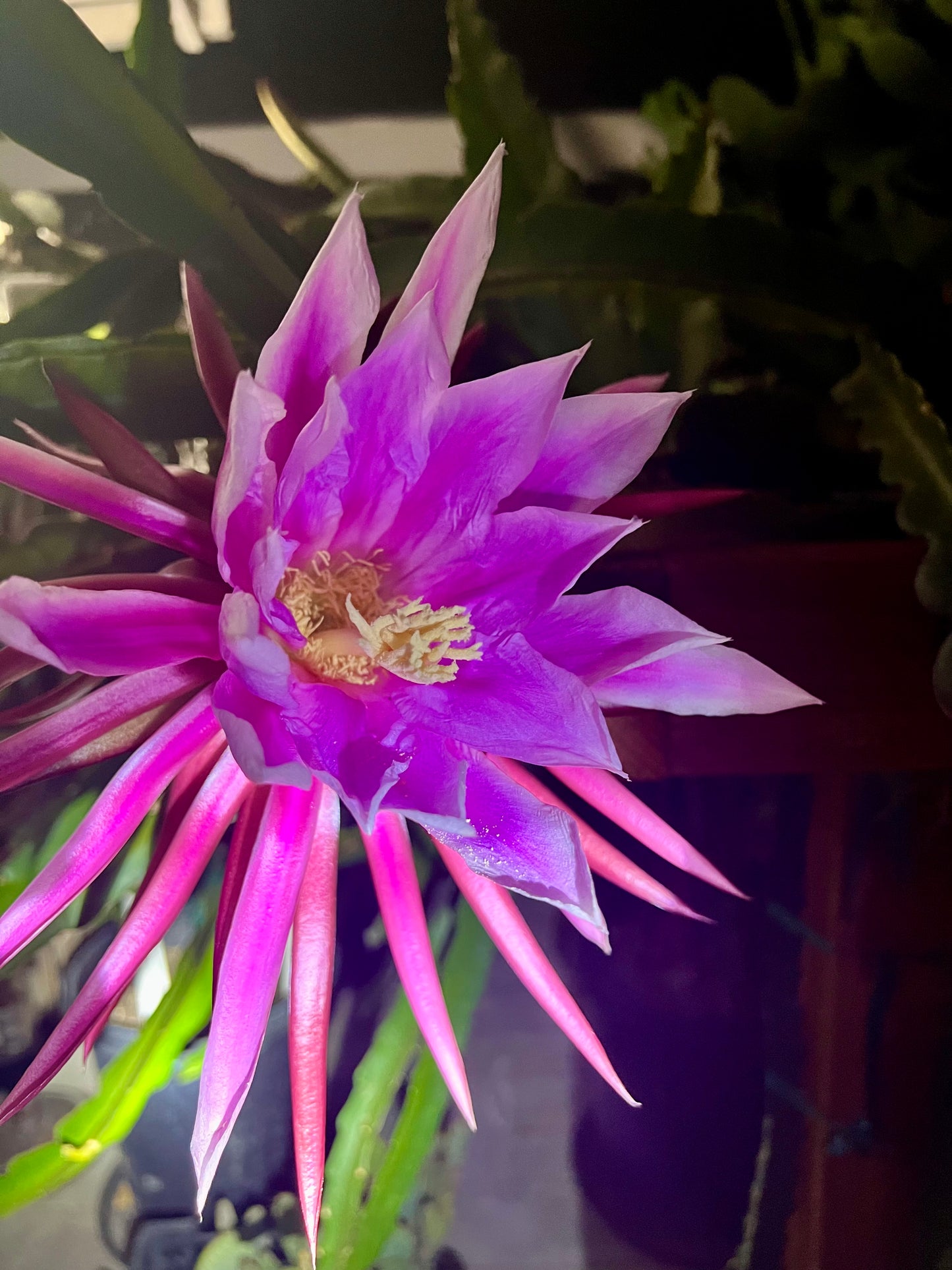 Amelie (Don Burnett ‘s hybrid) dragon fruit cutting (12") and rooted plant