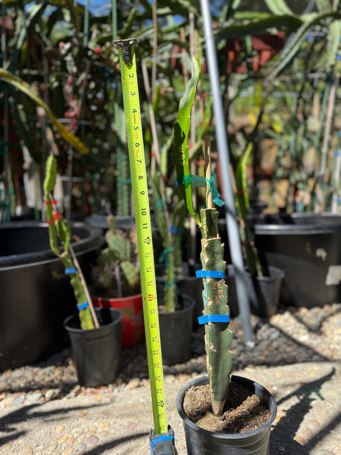 Wild Berry Skittles (Asunta 6-2) grafted Dragon Fruit live plant