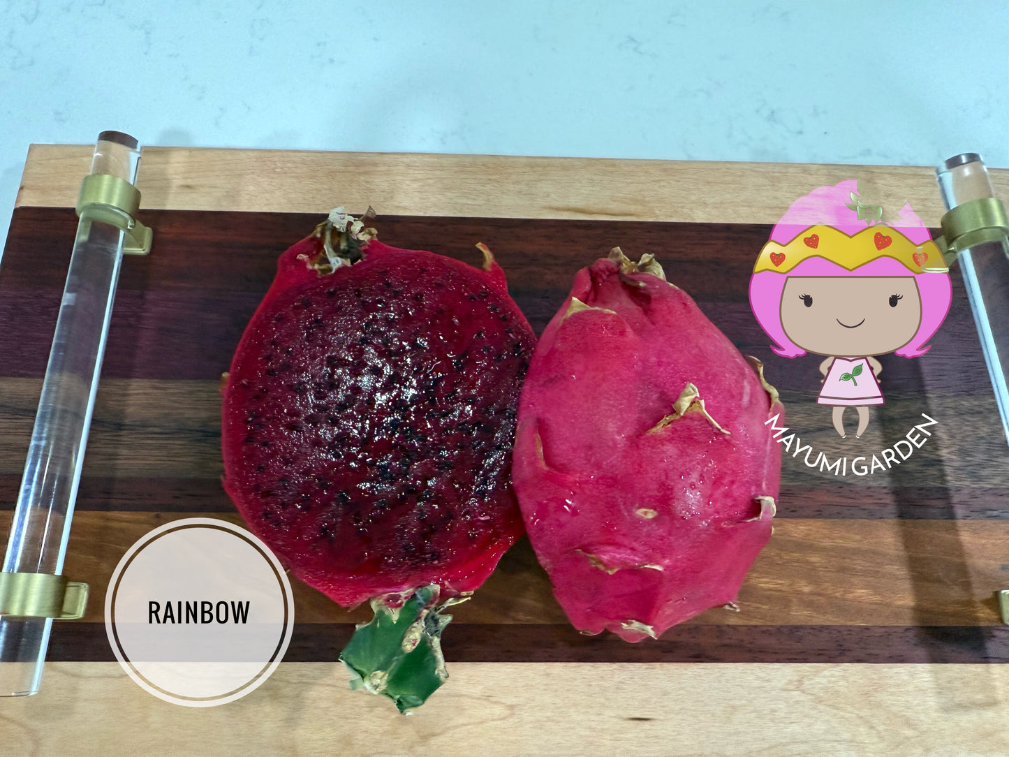 Rainbow Dragon Fruit live cutting 12"