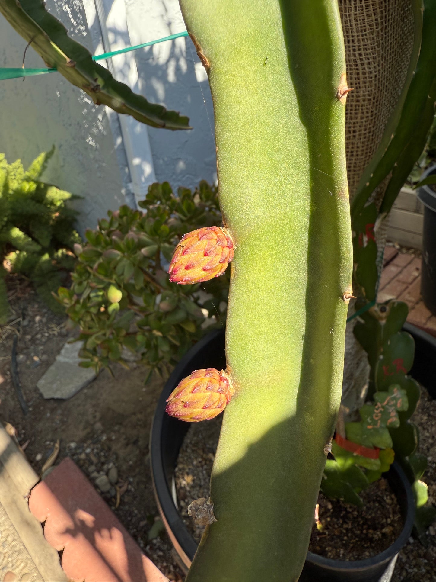 Voodoo Child dragon fruit live cuttings and rooted plants