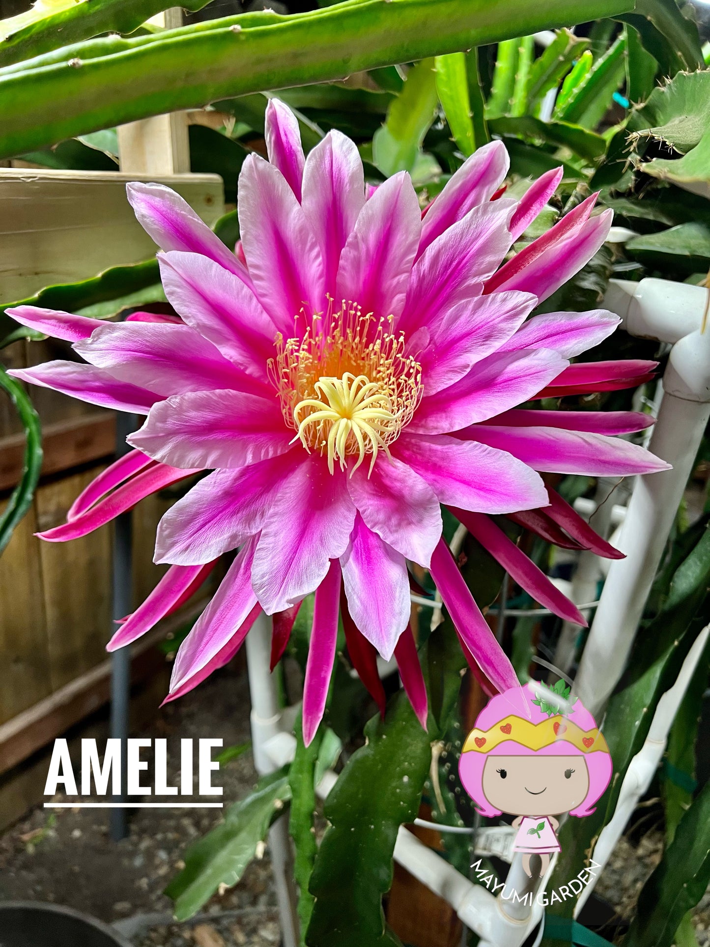 Amelie (Don Burnett ‘s hybrid) dragon fruit cutting (12") and rooted plant