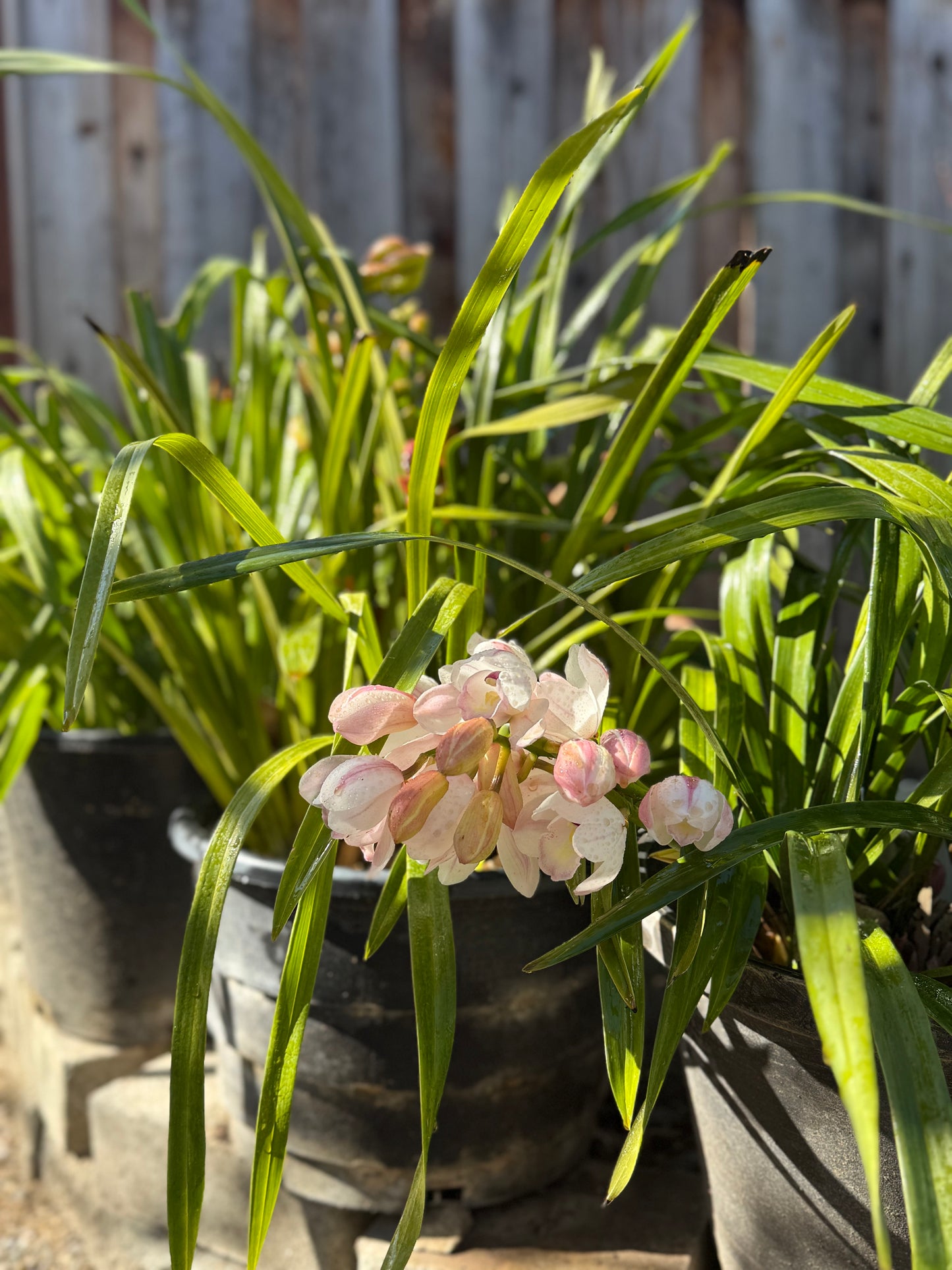 Cymbidium Barrita Sanguine “Pale Pink” live plant
