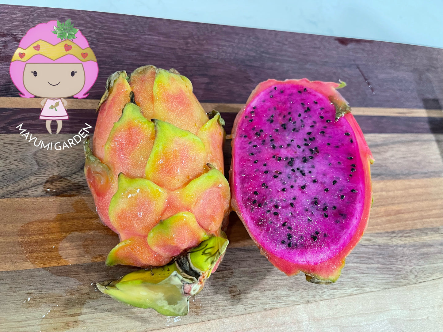 Queen Daenerys dragon fruit live cuttings and rooted plants