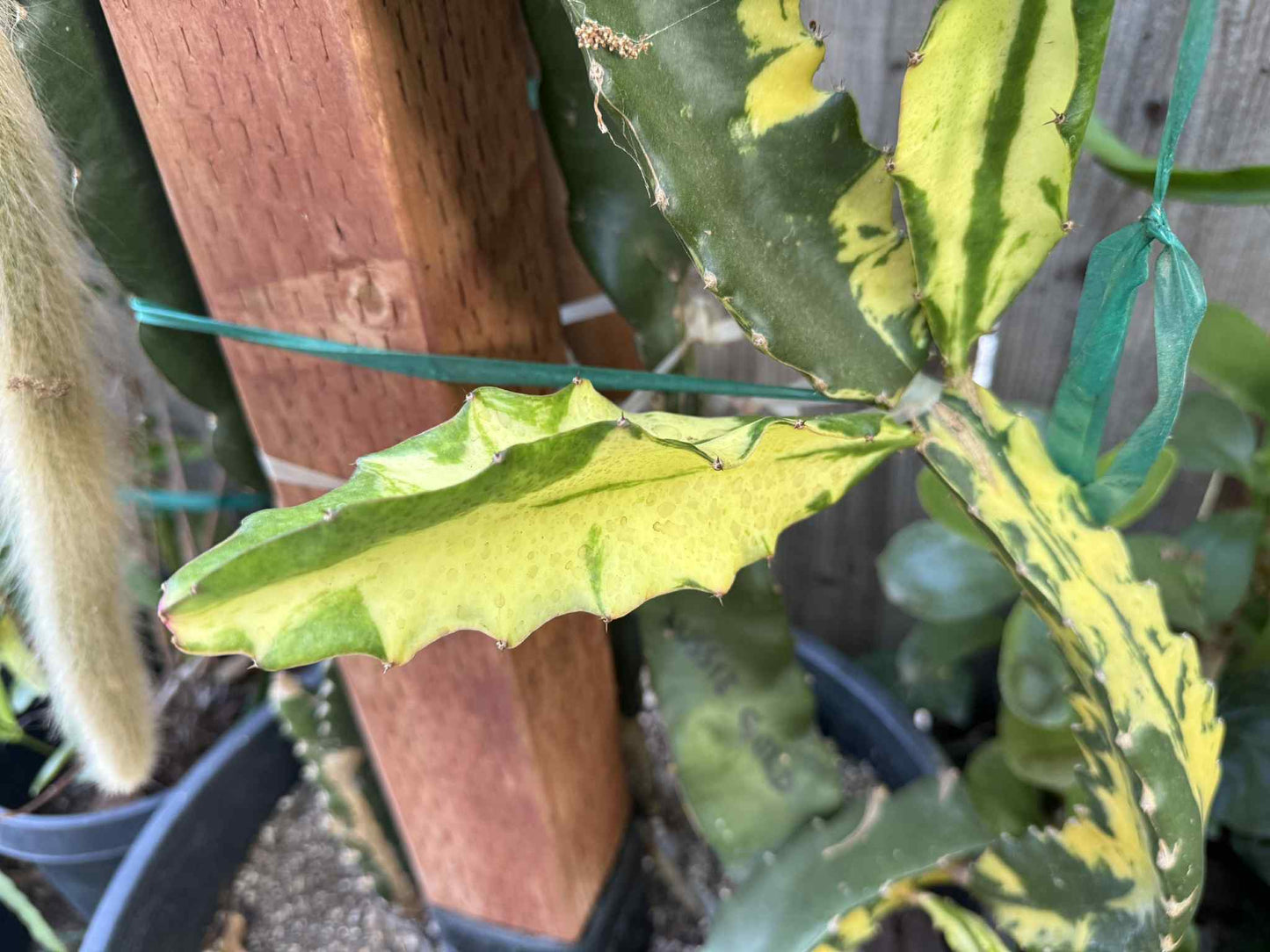 Rare Variegated Undantus Dragon Fruit Cutting