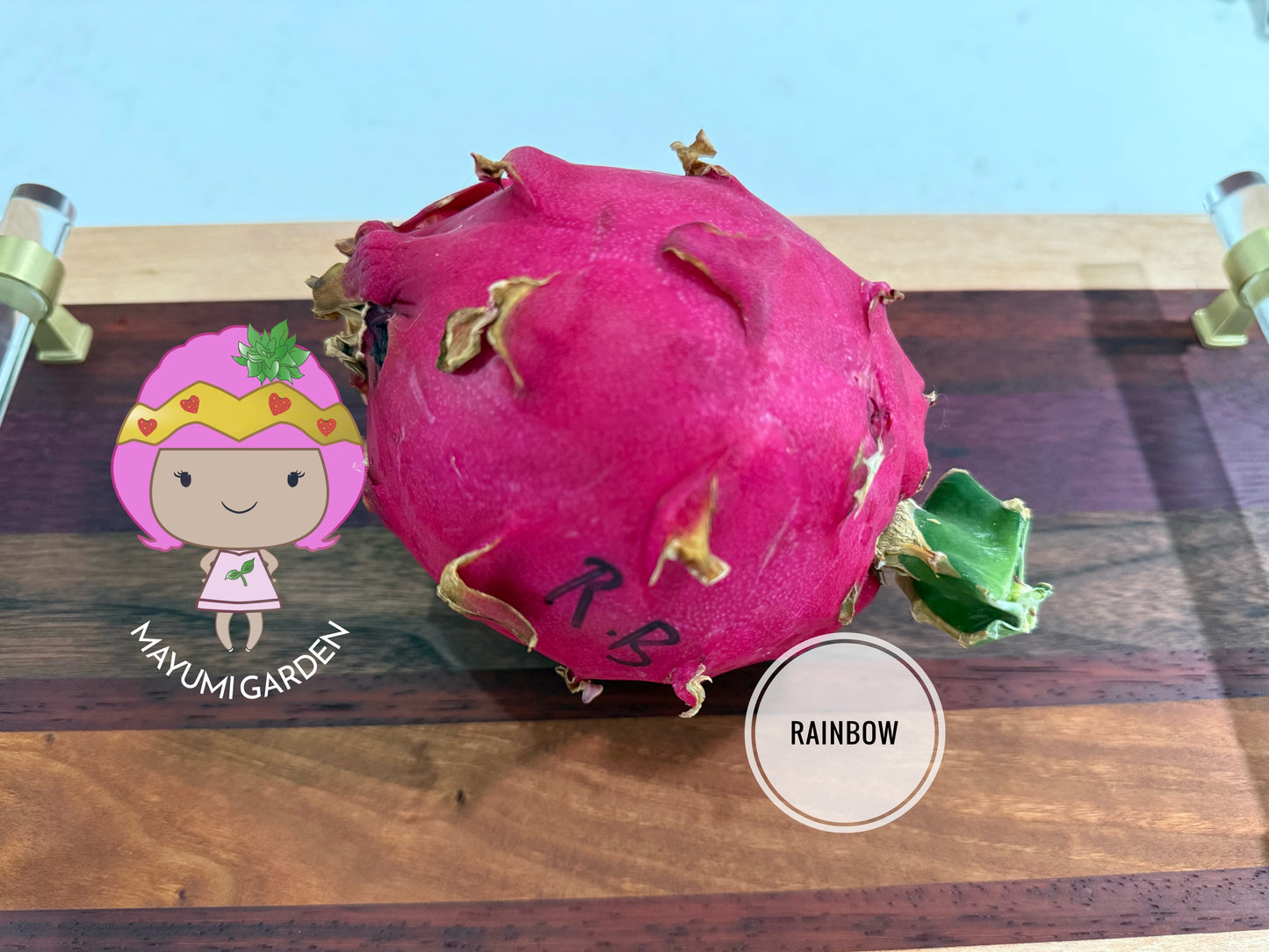 Rainbow Dragon Fruit live cutting 12"