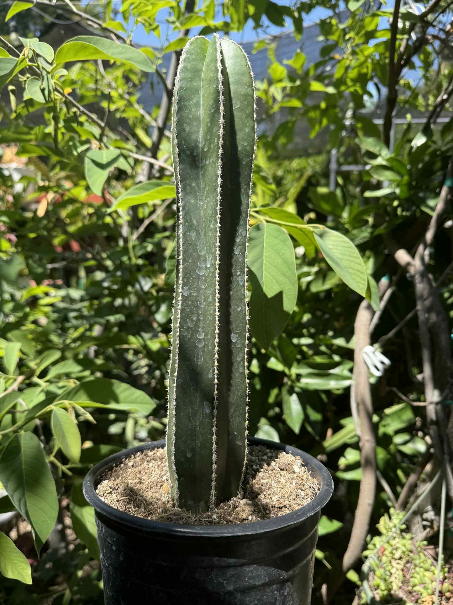 Mexican Fence Post "Pachycereus marginatus" Live Plant