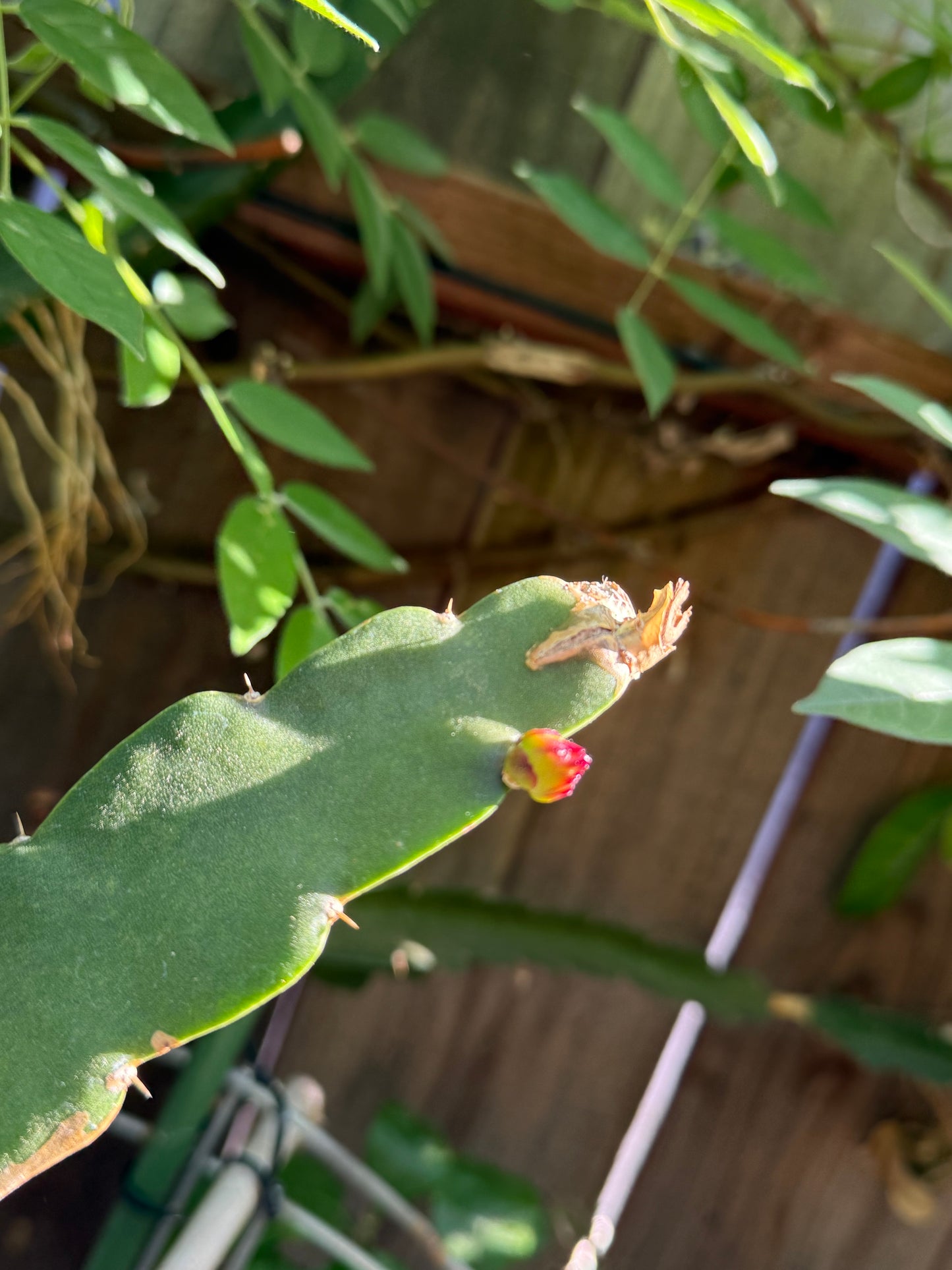 Asunta 6 Dragon Fruit Live Cuttings (12") (Official Asunta 6)