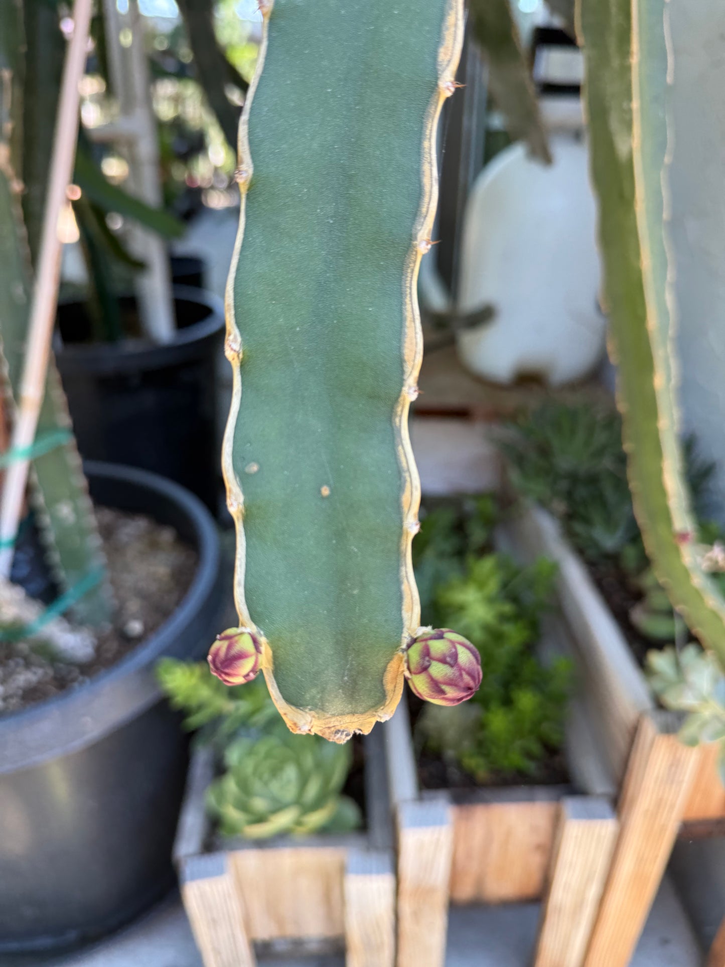 Ocamponis Grilla, Albino, Red and Purple cuttings and rooted plants