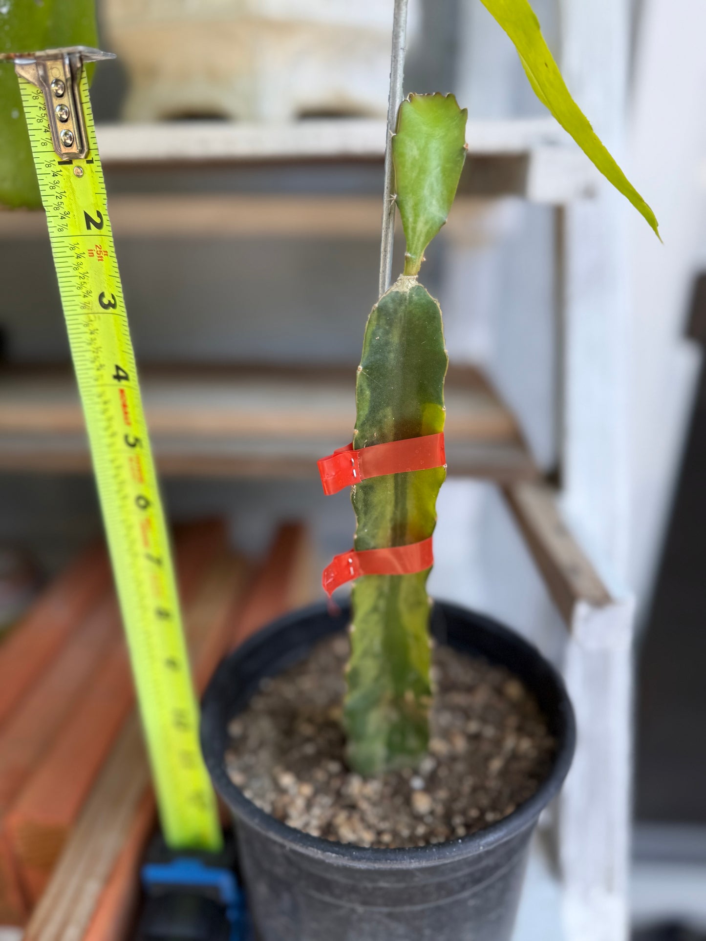 Worth Variegated Dragon Fruit rooted plant