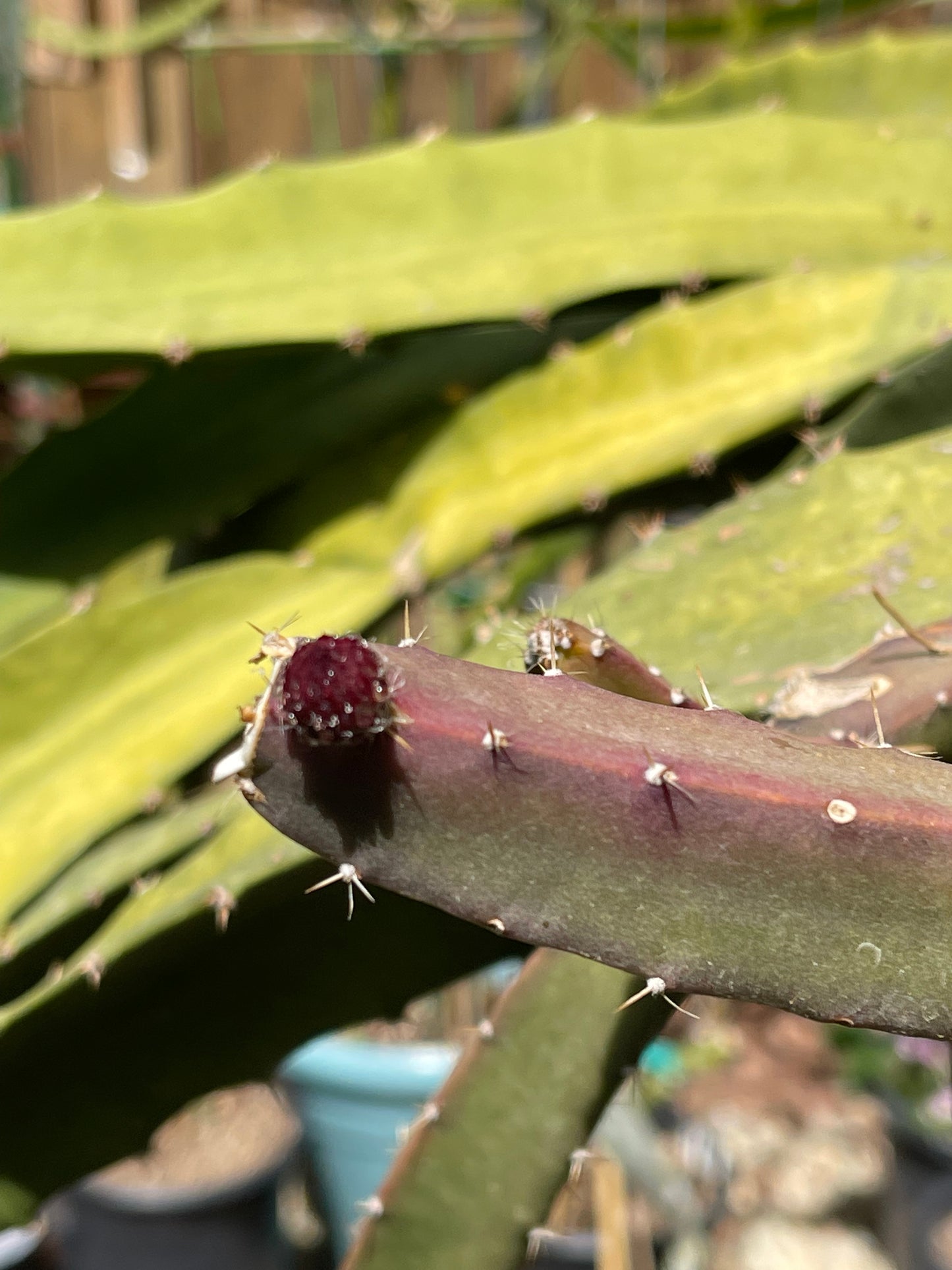 Black Dragon and Black Afrikanis dragon fruit live cutting 12”